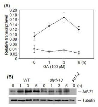 AtSIZ1 유전자 발현에 SLY1 단백질의 영향 조사. (A) WT과 sly1-13 돌연 변이체에 GA를 처리한 후 total RNA를 분리한 다음 ATSIZ1 발현양상을 조사함. 기 본적으로 sly1-13 돌연변이체에서 AtSIZ1 발현양이 낮음. AtSIZ1 transcript 양이 GA 에 의해서 증가됨. (B) WT과 sly1-13 돌연변이체에 GA를 처리한 후 total protein을 분리한 다음 ATSIZ1 단백질 함량변화를 조사. mRNA 함량변화와 마찬가지로 기본적 으로sly1-13 돌연변이체에서 AtSIZ1 단백질 양이 낮음. 그리고 AtSIZ1 단백질 함량이 GA에 의해서 증가됨