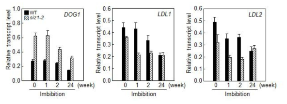 E3 SUMO ligase AtSIZ1에 대한 돌연변이체 siz1-2의 발아에 휴면 (dormancy) 관련 유전자 발현 양상. (A) Wild-type과 siz1-2 돌연변이체 종자를 수확 한 다음 22℃에서 0, 1, 2, 24 주 동안 보관한 후 12시간 동안 imbibition. 각 시료에서 total RNA를 분리한 후 종자 휴면 관련 유전자인 DOG1, LDL1, 그리고 LDL2 유전자 의 발현 양을 각 유전자 특이적 프라이머를 사용하고 qRT-PCR 방법으로 조사. DOG1, DELAY OF GERMINATION 1; LDL1, LYSINE-SPECIFIC DEMETHYLASE LIKE 1; LDL2, LYSINE-SPECIFIC DEMETHYLASE LIKE 2