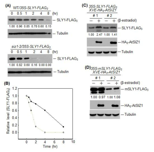 지베렐린 신호전달 조절 단백질인 SLY1 안정성에 AtSIZ1 역할. (A) 35S-SLY1-FLAG3가 형질전환된 wild-type과 siz1-2 돌연변이체 seedling에 100μM cycloheximide를 0, 0.5, 1, 2, 4, 8 시간 동안 처리한 다음 각 식물체에서 total protein 분리. 분리한 단백질들을 이용하여 SDS-PAGE를 실시한 후 western blot 방법으로 anti-FLAG 항체를 사용하여 SLY1-FLAG3 함량 변화 조사. (B) A에서 조사한 결과 를 이용하여 SLY1-FLAG3 함량 변화를 상대적으로 비교하기 위해서 정량적으로 계산 한 후 그래프로 표시. (C, D) 35S-SLY1-FLAG3 또는 35S-mSLY1-FLAG3와 XVE-HA3-AtSIZ1이 형질전환된 double transgenic plant에 inducer인 β-estradiol을 처리하여 HA3-AtSIZ1 발현을 유도. β-estradiol을 처리한 시료와 처리하지 않은 시료 에서 SLY1-FLAG3, mSLY1-FLAG3, HA3-AtSIZ1 발현을 western blot으로 확인
