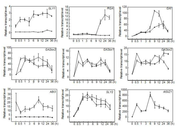 AtSIZ1에 대한 돌연변이체 siz1-2의 발아와 지베렐린과 ABA 신호전달 관련 유전자 발현 양상과의 상호관계 분석. (A) Wild-type과 siz1-2 돌연변이체 종자를 수 확한 다음 22℃ 에서 0, 0.5, 1, 3, 6, 12, 24, 36 시간 동안 imbibition. 각 시료에서 total RNA를 분리한 후 SLY1, RGA, GAI, ABI3, GA2ox2, GA3ox1, GA3ox2, 그리고 SLY2 유전자의 발현 양을 각각의 유전자 특이적 프라이머를 사용하고 qRT-PCR 방 법으로 조사. SLY1, SLEEPY1; RGA, Repressor of ga1-3; GAI, GA-insensitive; ABI3, ABSCISIC ACID-INSENSITIVE3; GA2ox2, GIBBERELLIN 2-oxidase 2; GA3ox1, GIBBERELLIN 3-oxidase 1; GA3ox2, GIBBERELLIN 2-oxidase 2; SLY2, SLEEPY2. Filled circle, wild-type plants; open circle, siz1-2 mutant