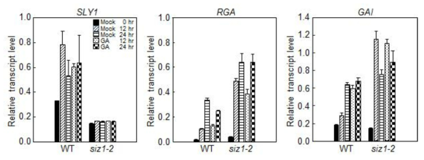 지베렐린 처리에 따른 siz1-2 돌연변이체의 발아 동안에 지베렐린 신호전달 관련 유전자 양상 조사. (A) 수확한 wild-type과 siz1-2 돌연변이체를 종자를 10μM GA3가 첨가 또는 첨가되지 않은 배지에서 12 또는 24 시간 동안 imbibition. 각 시료 에서 total RNA를 분리한 후 SLY1, RGA, GAI, 유전자의 발현 양을 각 유전자 특이 적 프라이머를 사용하고 qRT-PCR 방법으로 조사. SLY1, SLEEPY1; RGA, Repressor of ga1-3; GAI, GA-insensitive