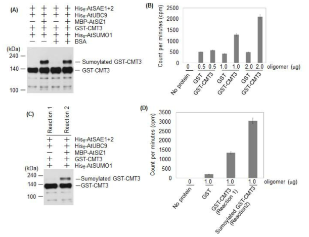 DNA methyltransferase CMT3에 대한 E3 SUMO ligase SIZ1 활성 조사 및 CMT3 단백질의 DNA methyltransferase 활성에 수모화 역할 조사. (A) 생체외 (in vitro) 조건에서 E3 SUMO ligase SIZ1활성에 의한 CMT3의 수모화 조사. 과다발현하 고 순수 분리한 His6-AtSAE1b (E1), His6-AtSAE2 (E1), His6-AtUBC9 (E2), MBP-AtSIZ1 (E3), His6-AtSUMO1-GG, GST-CMT3를 이용하여 수모화 반응을 실 시하고 반응이 끝난 후 anti-GST 항체를 이용하여 western blot을 시행하여 CMT3의 수모화 여부 조사. CMT3 단백질이 SIZ1에 의해서 수모화됨을 확인. (B) 생체외 (in vitro) 조건에서 CMT3 단백질의 DNA methyltransferase 활성 조사. 대장균에서 과다 발현하고 순수 분리한 GST와 GST-CMT3에 1 또는 2 μg의 olignucleotide와 methyl donor인 3H-S-adenosyl-methionine (3H-SAM)을 첨가하여 반응을 실시한 후 olignucleotide에 결합된 3H-methyl group양을 LSC (Liquid Scintilation Counter)로 측 정. 대장균에서 과다발현하고 분리한 GST-CMT3 단백질이 DNA methyltransferase 활성을 보유함. (C) His6-AtSAE1b, His6-AtSAE2, His6-AtUBC9, His6-AtSUMO1, GST-CMT3가 첨가된 반응에 MBP-AtSIZ1 첨가 또는 첨가하지 않은 상태로 수모화 반응 실시. 반응 후 anti-GST 항체를 이용하고 western blot을 시행하여 CMT3의 수 모화 여부 조사. (D) CMT3 활성에 수모화 영향 조사. “(C)”의 반응물에 1 μg의 olignucleotide와 methyl donor인 3H-S-adenosyl-methionine (3H-SAM)을 첨가하여 DNA 메칠화 반응을 실시한 후 olignucleotide에 결합된 3H-methyl group양을 LSC로 측정. 수모화된 CMT가 존재한 반응 (2번 반응)을 이용한 DNA 메칠화 반응에서 olignucleotide에 결합된 3H-methyl group양이 2배 이상 증가함