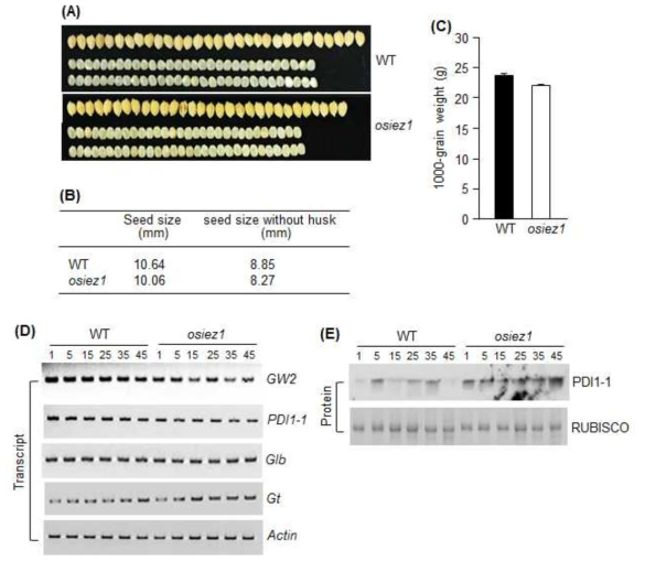 osiez1 돌연변이체 종자 표현형 조사. (A) Wild-type과 osiez1 종자를 수확하 여 종자 모양과 크기 조사. (B) osiez1 돌연변이체 종자 크기가 wild-type보다 다소 작 음. (C) osiez1 돌연변이체 종자 무게가 wild-type보다 다소 가벼움. (D) osiez1 돌연변 이체에서 종자발달과 저장단백질을 코딩하는 유전자 발현 양상. 개화 후 1, 5, 15, 25, 35, 45일된 종자에서 total RNA를 분리한 후 유전자 특이적인 프라이머를 사용하고 qRT-PCR 방법으로 GW2, PDIL1-1, Glb, Gt 유전자 발현 양상 조사. GW2, Grain width 2; PDIL1-1, protein disulfide isomerase like 1-1; Glb, globulin; Gt, glutelin. (E) 개화 후 1, 5, 15, 25, 35, 45일된 종자에서 total protein을 분리한 후 anti-PDIL1-1 항체를 사용하고 western blot 방법으로 PDIL1-1 함량변화 조사