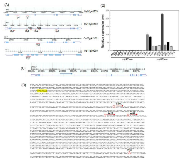 벼의 SOC1 homologue 유전자 동정 및 noncoding RNA RIFLA 분리. (A) 벼에서 애기장대의 SOC1 homologue 유전자 동정. 벼에는 애기장대의 SOC1 homologue 유전자가 4개 존재함. Exon은 박스로 표시하고 intron은 밑줄로 표시. (B) 벼의 SOC1 homologue 유전자의 intron에서 long noncoding RNA 발현 유무 조사. 4개 의 SOC1 homologue 유전자의 첫 번째 intron에 특이적인 primer를 합성한 후 RT-PCR 방법으로 RNA 발현 유무 조사. 1개의 SOC1 homologue 유전자의 첫 번째 intron에서 long noncoding RNA가 만들어짐을 확인 할 수 있었으며 RIFLA로 명명함. 유전자 구조와 PCR을 위한 primer 합성과 결합 부위는 “(A)