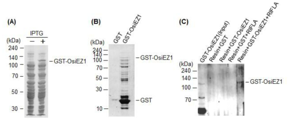 OsiEZ1과 long noncoding RNA인 RIFLA의 상호 결합. (A) GST와 fusion된 GST-OsiEZ1을 IPTG 처리하여 대장균에서 과발현. (B) 과발현된 대장균을 시료로 사 용하고 glutathione column을 이용하여 GST-OsiEZ1을 순수 분리한 후 SDS-PAGE로 확인. (C) 분리한 GST-OsiEZ1과 bioin-conjugated RIFLA를 이용하여 in vitro pull-down 실시. Streptavidine resin을 이용하여 pull-down한 다음 anti-GST 항체를 이용하고 western blot 방법으로 GST-OsiEZ1 검정