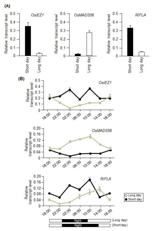 장일과 단일 조건에서 OsiEZ1, OsMADS56, RIFLA 발현 양상 조사. (A) 10일 동안 광 조건에서 자란 wild-type 벼를 장일 또는 단일 조건으로 옮긴 후 10일 동안 방치. 각 샘플로부터 total RNA를 분리한 후 유전자 특이적 프라이머를 사용하고 qRT-PCR 방법으로 OsiEZ1, OsMADS56, RIFLA 발현 양상조사. (B) 단일 또는 장일 조건에서 자란 벼를 이용하여 매 4시간마다 샘플 확보. 각 샘플에서 total RNA를 분리 한 후 유전자 특이적 프라이머를 사용하고 qRT-PCR 방법으로 OsiEZ1, OsMADS56, RIFLA 발현 양상조사
