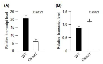 osiez1과 ossiz1 돌연변이체에서 OsSIZ1과 OsiEZ1 유전자 발현 양상 조사. 10 일 동안 continuous light 조건에서 자란 osiez1과 ossiz1 돌연변이체 벼를 단일 조건으 로 옮긴 후 10일 동안 방치. 각 샘플로부터 total RNA를 분리한 후 유전자 특이적 프 라이머를 사용하고 qRT-PCR 방법으로 OsSIZ1과 OsiEZ1 발현 양상 조사