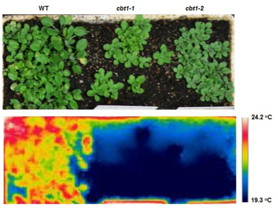 정상적인 애기장대 생장조건에서 cbt1 돌연변이체의 온도 조사. Wild-type, cbt1-1, cbt1-2 돌연변이체를 토양에 직접 파종 후 장일 조건에서 3주 후 열화상 카메 라를 이용하여 각 식물체들의 온도 측정