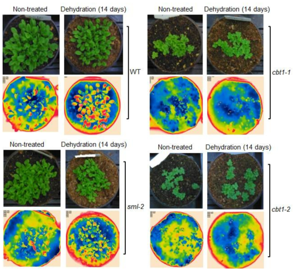 가뭄 (drought stress) 조건에서 cbt1 돌연변이체의 온도 조사. Wild-type, cbt1-1, cbt1-2, sml1-2 돌연변이체를 토양에 직접 파종 후 장일 조건에서 3주 동안 재배. 파종한 각 샘플들 중에서 절반은 4일 간격으로 주기적으로 수분을 공급하고 나 머지 절반은 수분공급을 하지 않음. 열화상 카메라를 이용하여 각 식물체들의 온도 측 정