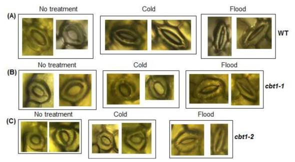 비생물학적 스트레스 조건에서 cbt1 돌연변이체의 기공 개폐 조사. Wild-type, cbt1-1, cbt1-2 돌연변이체를 토양에 직접 파종 후 장일 조건에서 3주 동 안 재배. 재배한 각 시료를 cold와 flooding 스트레스를 12시간 처리. (A) Wild-type의 경우 cold와 flooding 스트레스 조건에서 기공이 닫힘. (B) cbt1-1 돌연변이체의 경우 cold 조건에서는 기공이 닫히지 않지만 flooding 조건에서는 기공이 닫힘. (C) cbt1-2 돌연변이체의 경우도 cold 조건에서는 기공이 닫히지 않지만 flooding 조건에서는 기 공이 닫힘