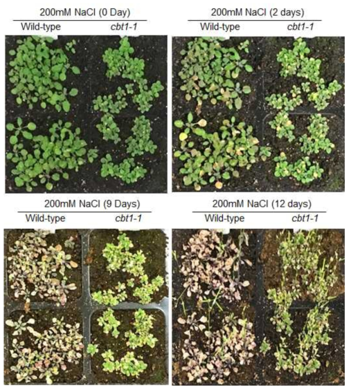 고염 (high salt) 스트레스 조건에서 cbt1 돌연변이체의 저항성 조사. Wild-type과 cbt1-1 돌연변이체를 토양에 직접 파종 후 장일 조건에서 18일 동안 재 배. 재배한 식물체에 200mM NaCl을 12일 동안 처리