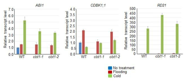cbt1 돌연변이체에서 기공 개폐 조절 유전자 발현 양상 조사. Wild-type과 cbt1-1, cbt1-2 돌연변이체를 토양에 직접 파종 후 장일 조건에서 3주 동안 재배. 재 배한 각 시료를 cold와 flooding 스트레스를 12시간 처리. 각 샘플로부터 total RNA를 분리한 후 유전자 특이적 프라이머를 사용하고 qRT-PCR 방법으로 ABI1, CDBK1;1, RD21의 발현 양 조사