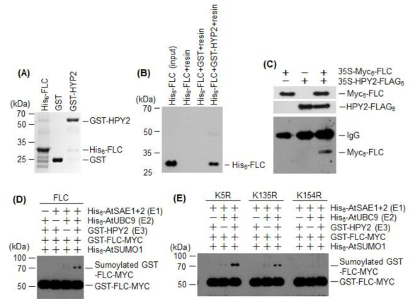 HPY2에 의한 FLC 단백질의 수모화 및 수모화 사이트 동정. (A) FLC와 HPY2 단백질의 과다발현 및 순수분리. Histidine과 GST로 융합된 His6-FLC와 GST-HPY2 단백질을 대장균에서 과다발현하고 nickel과 glutathione column을 이용하 여 순수 분리한 후 SDS-PAGE 실시. (B) 분리된 His6-FLC와 GST-HPY2 를 이용 하여 in vitro 조건에서 pull-down 실시. (C) 식물체내에서 HPY2와 FLC 단백질 상호 결합 조사. Bacterial infiltration 방법으로 35S-Myc6-FLC와 35S-HPY2-FLAG6 재조합 유전자를 애기장대 잎에 주입하고 3일 후 각각의 잎을 수확한 후 Myc6-FLC와 HPY2-FLAG3 발현 조사. Total protein을 분리한 후 anti-FLAG 항체로 면역침강을 실시한 후 FLC 단백질을 anti-Myc 항체를 이용하고 western blot 방법으로 Myc6-FLC 검정. (D) E3 SUMO ligase HPY2에 의한 FLC 단백질의 sumoylation. Sumoylation 반응에 필요한 His6-AtSAE1b, His6-AtSAE2, His6-AtUBC9, His6-AtSUMO1, GST-HPY2 그리고 기질인 GST-FLC-Myc을 대장균에서 과다발현하 고 nickel과 glutathione column을 이용하여 순수 분리한 다음 각각 반응물에 첨가하여 sumoylation 반응 실시. 반응 후 anti-Myc 항체를 이용하여 FLC의 sumoylation 여부 조사. (E) E3 SUMO ligase HPY2에 의한 FLC 단백질의 수모화 사이트 동정. FLC 단백질에 존재하는 putative sumoylation site (lysine)를 각각 arginine으로 변형시켜서 돌연변이체 FLC 단백질인 K5R, K135R, K154R를 생산. sumoylation 반응에 필요한 His6-AtSAE1b, His6-AtSAE2, His6-AtUBC9, His6-AtSUMO1, GST-HPY2 그리고 기 질인 GST-mFLC (K5R, K135R, K154R)-Myc을 각각 반응물에 첨가하여 수모화 반응 실시. 반응 후 anti-Myc 항체를 이용하여 FLC의 sumoylation 여부 조사
