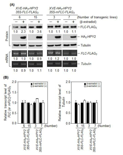 E3 SUMO ligase HPY2에 의한 FLC 단백질의 안정성 조사. (A) FLC 안정 성에 HPY2 단백질의 역할 조사. 35S-FLC-FLAG3 또는 35S-mFLC-FLAG3와 XVE-HA3-HPY2가 형질전환된 double transgenic plant에 inducer인 β-estradiol을 처 리하여 HA3-HPY2 발현을 유도. β-estradiol을 처리한 시료와 처리하지 않은 시료에서 FLC-FLAG3, mFLC-FLAG3, HA3-HPY2 발현을 western blot으로 확인. (B) 35S-FLC-FLAG3 또는 35S-mFLC-FLAG3와 XVE-HA3-HPY2가 형질전환된 double transgenic plant에 inducer인 β-estradiol을 처리한 후 FLC-FLAG3와 mFLC-FLAG3 mRNA 양 조사