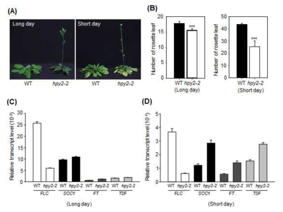 E3 SUMO ligase HPY2에 대한 돌연변이체 hpy2-2의 개화 시기 및 개화관련 유전자 발현양상 조사. (A, B) 장일 조건과 단일 조건에 자란 hpy2-2 돌연변이체 표 현형과 개화 시기. (A) Wild-type과 hpy2-2 돌연변이체를 토양에 파종하여 개화할 때 까지 표현형을 조사. (B) 개화시기를 rosette leaf 숫자를 계산해서 조사. (C, D) 각각 장일 조건과 단일조건에서 자란 hpy2-2 돌연변이체와 wild-type에서 total RNA를 분 리 한 후 qRT-PCR 방법으로 개화 조절 유전자인 FLC, SOC1, FT, 그리고 TSF의 발 현 양상 조사