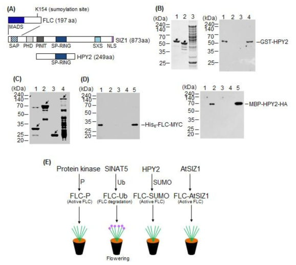 FLC, HPY2, AtSIZ1의 triple complex 형성 및 번역 후 변이에 의한 FLC 기