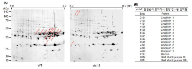 E3 SUMO ligase siz1-2 돌연변이체 종자에서 증가 또는 감소되는 단백질 동 정. (A) WT과 siz1-2 돌연변이체 종자에서 total protein을 추출하여 2-dimension 전기 영동 방법으로 분리. 적색화살표는 WT 또는 siz1-2 돌연변이체 종자에서 증가 또는 감소한 단백질 spot 번호를 의미. (B) WT 또는 siz1-2 돌연변이체 종자에서 증가 또 는 감소한 단백질 spot을 mass spetrometry를 이용하여 동정한 결과. Cuciferin 1, 2, 3 가 siz1-2 돌연변이체 종자에서 감소하고 oleosin과 heat shock protein 70/70B 단백질 이 siz1-2 돌연변이체 종자에서 증가함