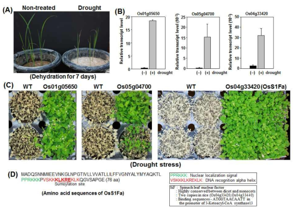 벼에서 가뭄 (drought) 저항성 조절인자인 작은 단백질 OsS1Fa 분리 및 기 능 동정. (A) 발아 후 7일된 벼를 이용하여 7일간 drought stress 처리. 각 샘플에서 total RNA 분리 후 RNA sequencing 수행. (B) Drought stress 처리 후 발현 양이 3 배 이상 증가한 유전자들을 선별한 후 RT-PCR 방법으로 발현 양 재 조사. (C) 35S 프로모터를 이용해서 재조합 유전자를 제작한 후 애기장대에 도입하여 과발현된 형질 전환체 생산 및 drought stress 저항성 조사. Wild-type과 형질전환체를 토양에 직접 파종 후 3주 동안 수분 공급을 차단한 3주 후 수분 재공급. (D) OsS1Fa의 아미노산 서열. Nuclear localization signal과 DNA recognition alpha helix가 각각 녹색과 적색으 로 표시. 그리고 putative sumoylation site는 bold체와 밑줄로 표시