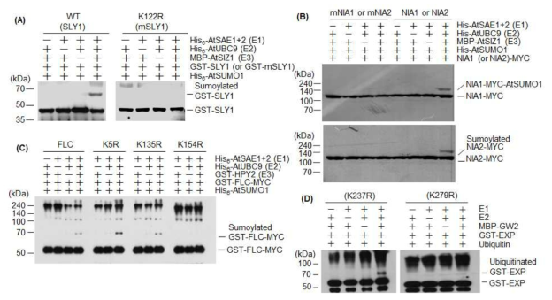 수모화되는 단백질들의 수모 사이트와 우비퀴틴화되는 단백질들의 우비퀴틴 화 사이트 동정. 대장균에서 과다발현한 다음 nickel, amylose, glutathione column을 사 용하여 분리한 단백질들을 이용하여 in vitro sumoylation 반응 실시. (A) WT SLY1 과 122번째 lysine이 arginine으로 치환된 mSLY1 (K122R)을 이용하여 수모화 반응을 실시하여 SLY1의 수모화 사이트 동정. (B) WT NIA1과 lysin이 arginine으로 치환된 mNIA1, WT NIA2와 lysine이 arginine으로 치환된 mNIA2을 이용하여 수모화 반응 을 실시하여 NIA1과 NIA2의 수모화 사이트 동정. (C) WT FLC와 lysine이 arginine 으로 치환된 mFLC (K5R, K135R, K154R)을 이용하여 수모화 반응을 실시하여 FLC 의 수모화 사이트 동정. (D) WT EXPANSIN과 lysine이 arginine으로 치환된 mEXPANSIN (K237R, K279R)을 이용하여 ubiquitination 반응 실시하여 EXPANSIN 의 우비퀴틴화 사이트 동정. SLY1, SLEEPY1; NIA1, nitrate reductase; NIA2, nitrate reductase; FLC, Flowering locus C; EXP, EXPANSIN