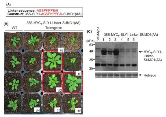 SLY1과 SUMO의 융합단백질 생산과 과다발현 애기장대의 표현형 조사. (A) SLY1과 SUMO1의 융합단백질 생산을 위해서 사용된 linker sequence와 재조합 유전자 35S-MYC6-SLY1-Linker-SUMO1(AA). (B) SLY1-AGSPKPPEAI-SUMO1(AA)를 과다발현하는 애기장대의 표현형. (C) B에서 나타난 표현형을 기준으로 wild-type과 35S-MYC6-SLY1-Linker-SUMO1(AA) 형질전환체에서 SLY1-AGSPKPPEAI-SUMO1(AA) 발현 양 분석. WT과 각각의 형질전환체에서 total protein을 추출한 후 anti-myc 항체를 사용하고 western blot 방법으로 MYC6-SLY1-Linker-SUMO1(AA) level 조사