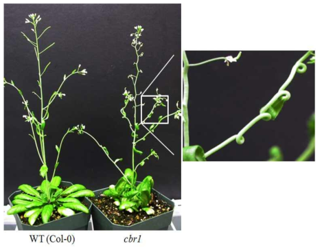 cbr1 (coiling branch1) 돌연변이체 분리. 야생형에 비해 cbr1의 주줄기는 약 간 휘어지는 반면에 가지의 줄기는 코일링을 보이는 것을 알 수 있음