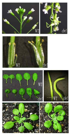 야생형과 cbr1의 표현형 분석. 야생형에 비해 cbr1의 꽃자루, 꽃잎, 수술대, 잎 자루, 잎, silique 등 줄기 형태를 지니는 것은 성장하면서 휘어지는 것을 볼 수 있음