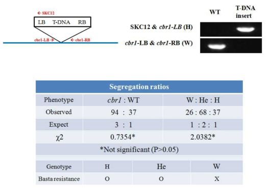 활성표지인자의 삽입 위치와 표현형과의 co-segreation. 위 그림은 야생형과 cbr1의 유전자형 분석을 위해 T-DNA 삽입 위치에서 프라이머 위치를 보여주고 있고 또한 그 프라이머를 이용한 PCR 결과가 제시됨. 아래 표는 표현형과 유전자형 분석과 바스타 저항성과의 관계를 나타냄