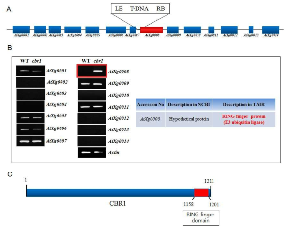 cbr1은 특이 E3 ubiquitin ligase 유전자를 활성화함. (A) Plasmid rescue방법 을 통하여 확인되어진 cbr1 돌연변이체에 삽입된 T-DNA 위치. (B) T-DNA 삽입 위 치를 기준으로 근처의 14개의 유전자의 발현양상의 변화를 확인하기 위한 RT-PCR한 결과. (C) RT-PCR을 통하여 확인된 AtXg0008 유전자가 암호화하는 단백질의 크기와 C-말단 부위에 특이적인 RING-finger domain을 갖는 E3 ubiquitin ligase라는 것을 보 여줌