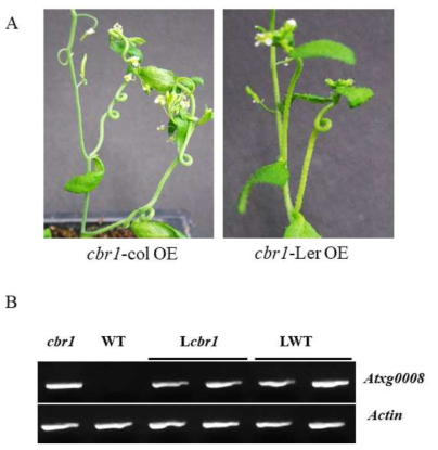 야생형 식물체에 CBR1 유전자의 과발현체. (A) columbia type에 발현시킨 과발현체 cbr1-col OE와 Landsberg erecta type에 발현시킨 과발현체 cbr1-Ler OE에 서 cbr1 돌연변이체와 같은 코일링이 보이는 모습. (B) 과발현체 중 cbr1 돌연변이체 와 같은 표현형을 보이는 개체(Lcbr1)와 야생형의 표현형을 보이는 개체(LWT)에서 AtXg0008 유전자 발현 수준 확인