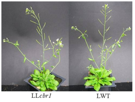 cbr1 돌연변이체에서 CBR1 유전자의 발현 억제. 그 형질전환체 중 야생형의 표현형을 보이는 것은 LWT이며 cbr1 돌연변이체의 표현형보다 약하게 보이는 것은 LLcbr1임