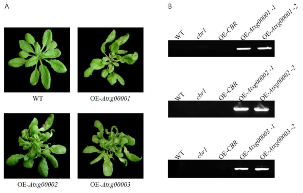 CBR1과 상동성이 있는 유전자들의 과발현체 (OE-Atxg00001, OE-Atxg00002, OE-Atxg00003). A에서 잎이 휘어지는 것에 주목할 필요가 있으며 B 는 그 유전자의 발현을 알 수 있는 RT-PCR 결과임