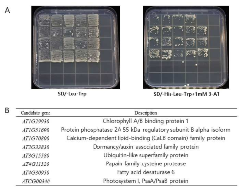 Yeast two hybrid 방법을 이용한 CBR1 단백질과 상호작용하는 단백질 분리. (A) CBR1 유전자와 애기장대 cDNA 라이브러리를 이용하여 yeast에서 상호작용하는 것으로 추정되는 후보 클론들을 선별함. (B) 최종적으로 8개의 후보 클론들의 염기서 열을 결정하고 유전자를 확인함