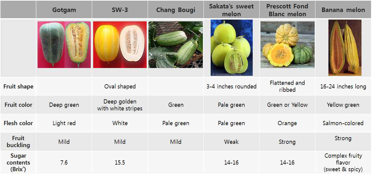 Ripe fruit of oriental melon and melon genotypes