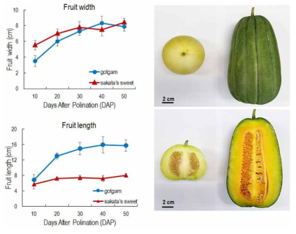 Oriental melon and melon fruits at different developmental stages
