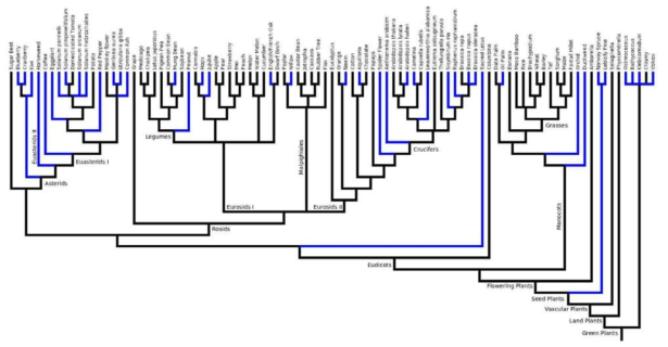 식물 유전체 분석 현황 (http://genomevolution.org/wiki/index.php/Sequenced_plant_genomes, ’14년 12월)