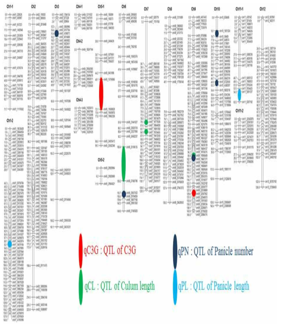 연관지도와 농업형질 및 C3G 함량 QTL의 염색체상 위치
