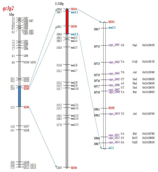 C3GHi와 수원425 resequence 데이터를 이용한 QTL qc3g2 에 위치한 CAPS 마커