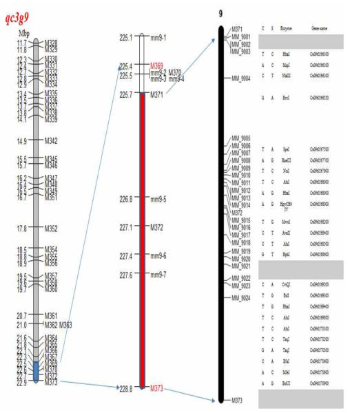 C3GHi와 수원425 resequence 데이터를 이용한 QTL qc3g9에 위치한 CAPS 마커