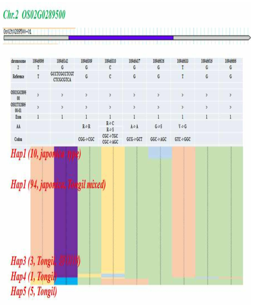 QTL qc3g2 위치의 150 품종에 대한 Haplotype 분석