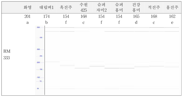 SSR 마커 RM333 분석 결과