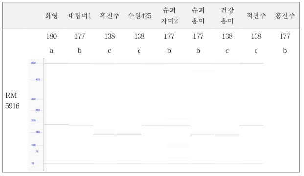 SSR 마커 RM5916 분석 결과