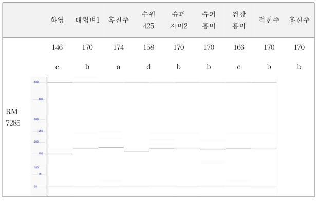 SSR 마커 RM7285 분석 결과