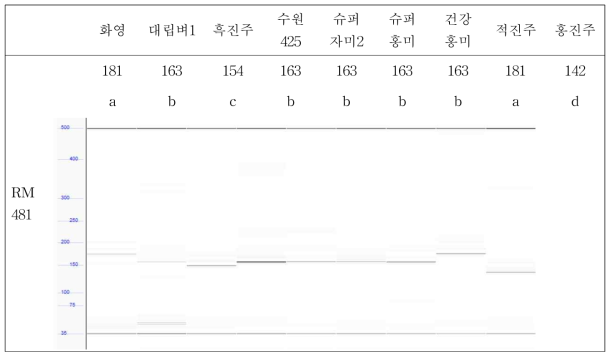 SSR 마커 RM481 분석결과