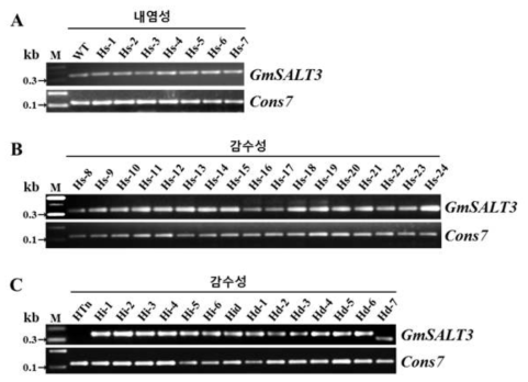 염 저항성 유전자 GmSALT3의 발현 확인. RT-PCR을 수행하여 내염성 콩들 (A)과 감수성 콩들 (B, C)에서 GmSALT3 유전자 발현 여부를 확인함. 트랜스포존 삽입형 HTn은 발현이 없었으나 나머지 유전자형에서는 발현이 됨을 확인함. 삽입·결실형의 Hd-7의 경우 C말단부위에서 21 bp의 결실로 인해 다른 사이즈를 보임. 하우스키핑 유전자로는 Cons7 유전자를 이용함