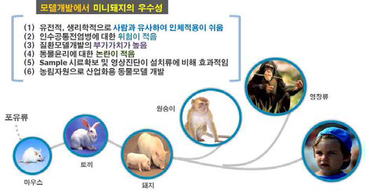 질환모델 동물에서 미니돼지의 우수성