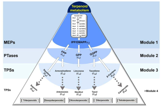 벼 터페노이드 대사경로 단계별 모듈화 전략도