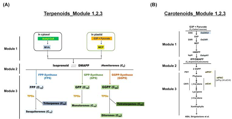 벼 터페노이드 대사경로 단계별 모듈화(A)와 그에 따른 카로테노이드 대사공학 모듈화(B)