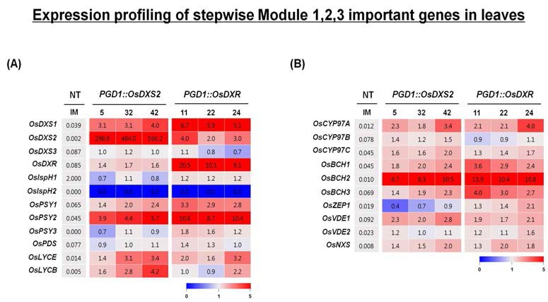 모듈1(MEPs) 유전자 OsDXS 와 OsDXR 과발현체(PGD1::MEPs) 잎에서의 카로테노이드 생성관련 모듈1,2,3 주요 유전자 발현 분석