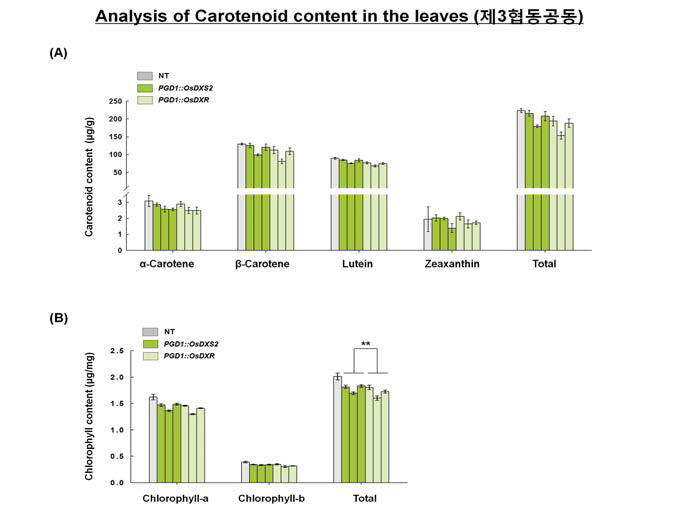 모듈1(MEPs) 유전자 OsDXS 와 OsDXR 과발현체(PGD1::MEPs) 잎 카로테노이드 함량분석