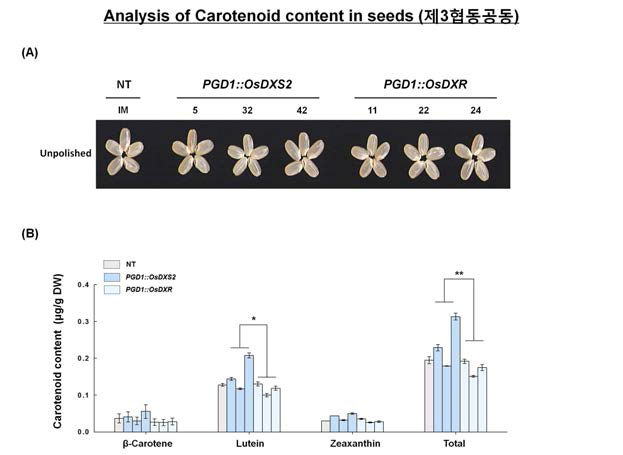 모듈1(MEPs) 유전자 OsDXS 와 OsDXR 과발현체(PGD1::MEPs) 종자 카로테노이드 함량분석